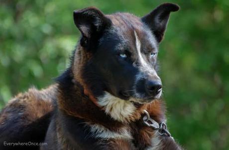 Alaskan Sled Dog, Denali National Park