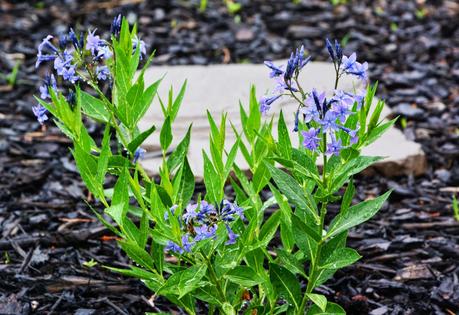 Amsonia 'Blue Ice'