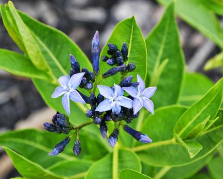 Amsonia 'Blue Ice'