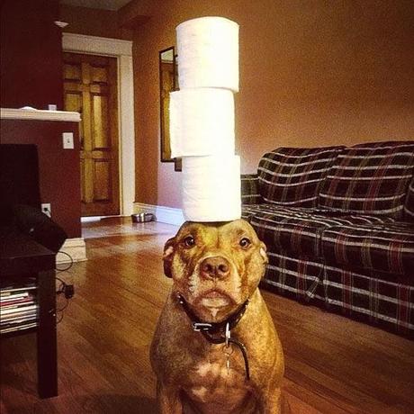 See the Extraordinary Pitbull Balancing Act!