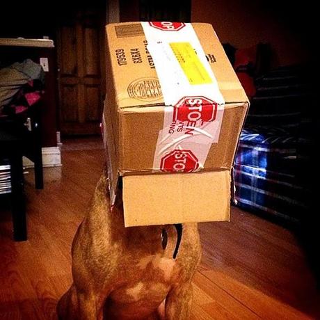 See the Extraordinary Pitbull Balancing Act!