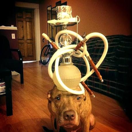 See the Extraordinary Pitbull Balancing Act!