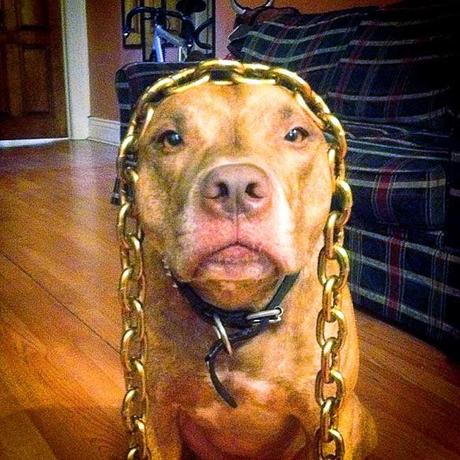 See the Extraordinary Pitbull Balancing Act!