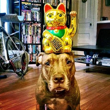 See the Extraordinary Pitbull Balancing Act!