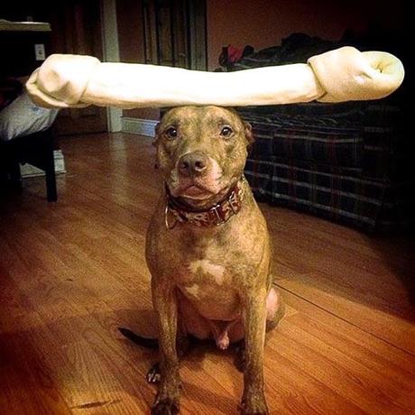 See the Extraordinary Pitbull Balancing Act!