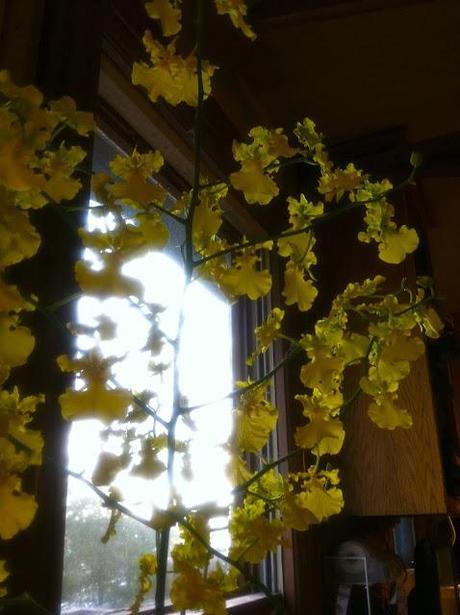 The-Yellow-Orchid-at-The-Coffee-Exchange-in-Providence-Rhode-Island