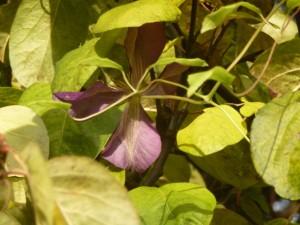 Clematis jackmanii