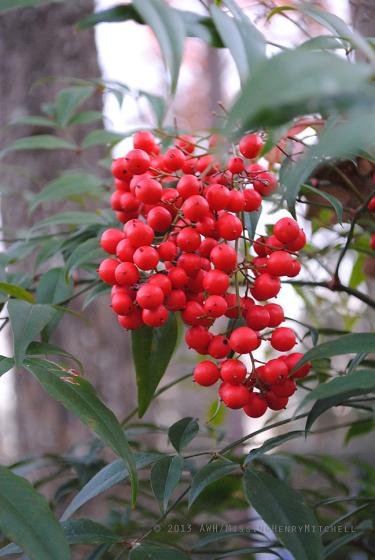 Berry cluster of Nandina domestica
