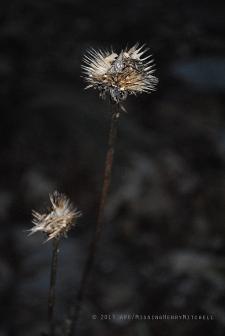 echinacea seed heads