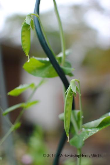 sugar snap peas