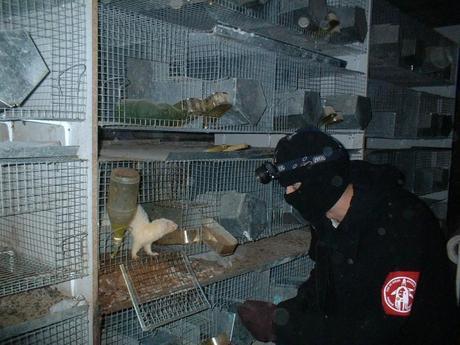 Photo from a fur farm raid in Spain, 2003.