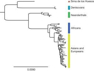 The new family tree of humans, Neanderthals and Denisovanns published in Nature