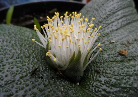 Massonia pustulata