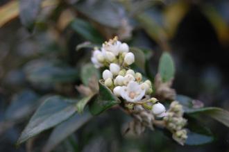 Viburnum utile Flower (16/11/2013, Kew Gardens, London)