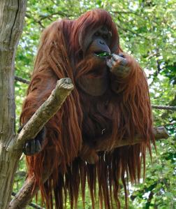 An orang-utan demonstrating their ability to grow long hair