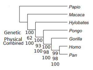 The family tree produced by the critics of Schwartz and Grehan. The numbers represent the % support different datasets support each branch. Pongo = orang, Homo= humans, Pan = chimps