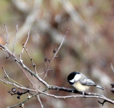 More Birdwatching