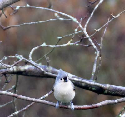 More Birdwatching