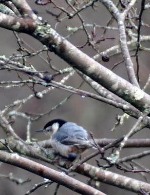 More Birdwatching