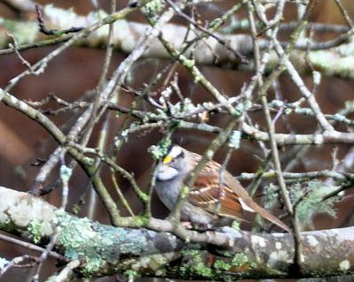 More Birdwatching