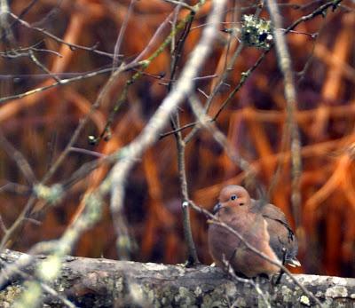 More Birdwatching