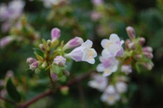 Abelia schumannii Flower (16/11/2013, Kew Gardens, London)