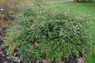 Abelia schumannii (16/11/2013, Kew Gardens, London)