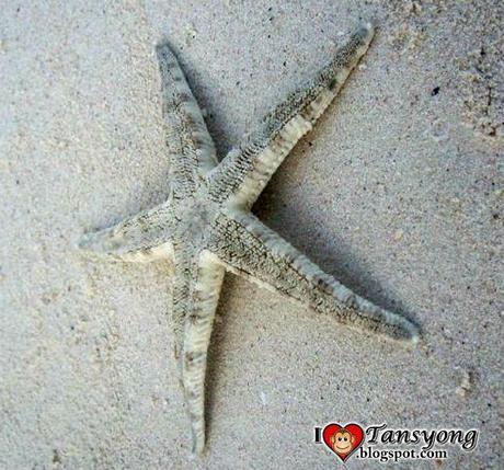 The Spectacular Panglao Island in Bohol. The Spectacular Panglao Island in Bohol.