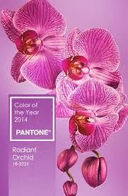 Pantone Color of 2014 - Radiant Orchid