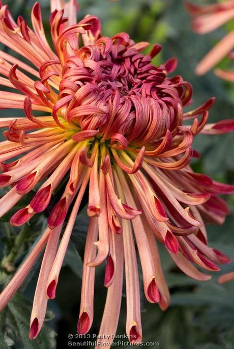 Judith Baker Quill Chrysanthemum © 2013 Patty Hankins