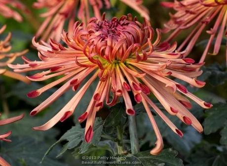 Judith Baker and Saffina – Some Amazing Quill Chrysanthemums Judith Baker Quill Chrysanthemum © 2013 Patty Hankins