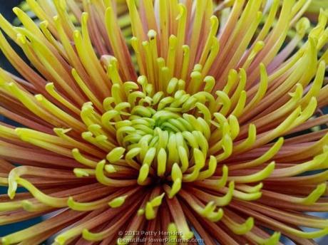 Judith Baker and Saffina – Some Amazing Quill Chrysanthemums Saffina Quill Chrysanthemum © 2013 Patty Hankins