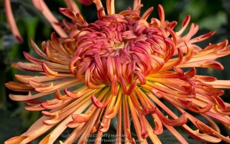 Judith Baker Quill Chrysanthemum © 2013 Patty Hankins