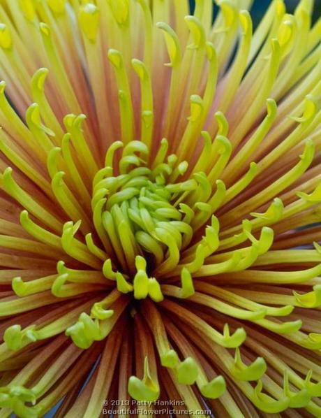 Judith Baker and Saffina – Some Amazing Quill Chrysanthemums Saffina Quill Chrysanthemum © 2013 Patty Hankins