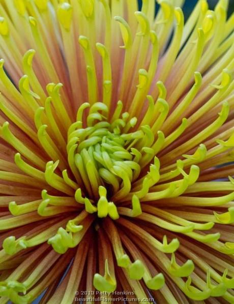 Saffina Quill Chrysanthemum © 2013 Patty Hankins