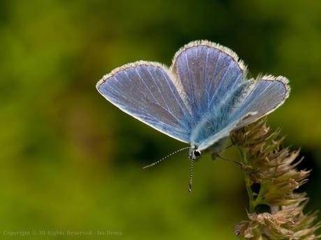 Argus Bleu, Polyommatus Icarus, Common Blue