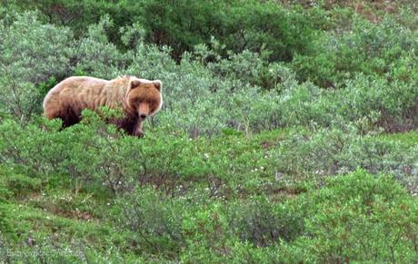 Grizzly Bear Denali National Park