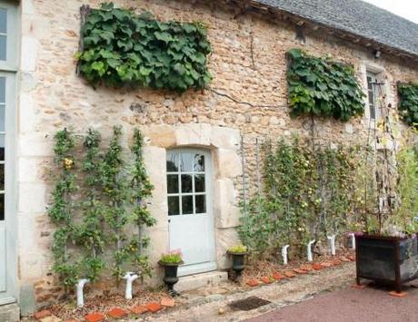 Trained apples and vines at Prieure D'Orsan