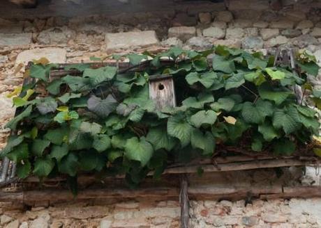 Bird box in trained vine at Prieure D'Orsan