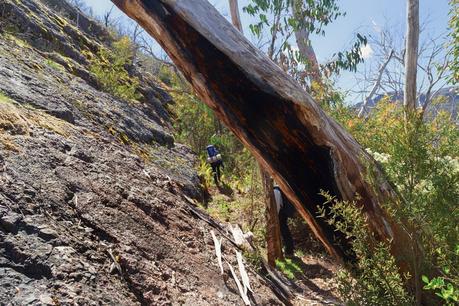 rock slabs and fallen trees on aawt