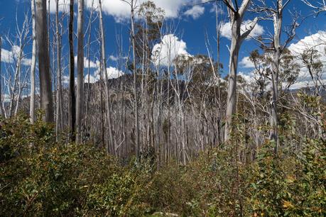 viking through bushfire regrowth saplings