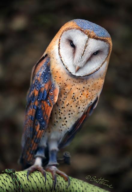 Photo by Ben Heine: Cute heart-shaped face barn owl in a Belgian forest