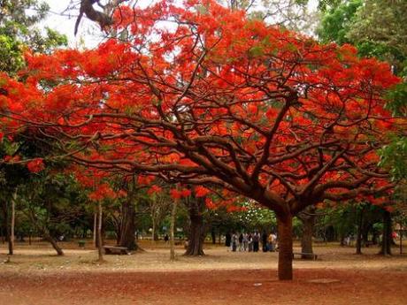 gulmohar