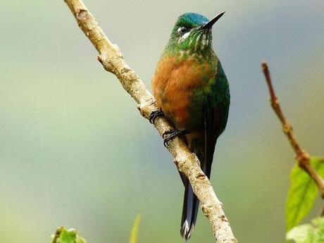 female long-tailed sylph