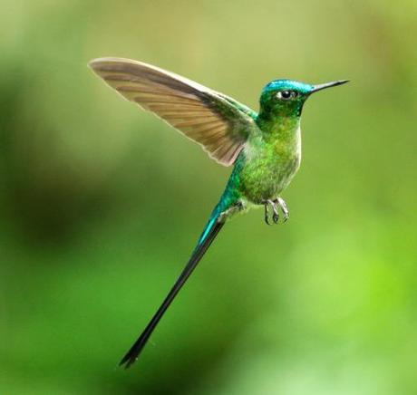 Long-tailed sylph