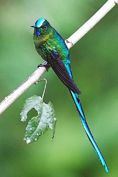 Long-tailed_Sylph