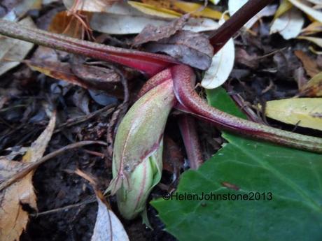 Hellebore niger