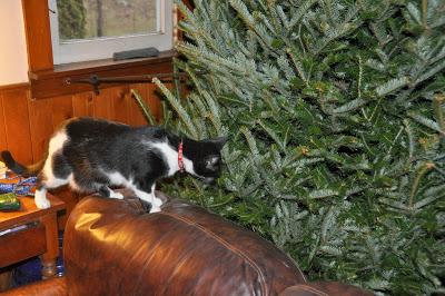 Christmas Decorating with Friends and Kittehs