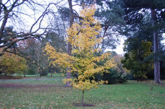 Acer leucoderme (16/11/2013, Kew Gardens, London)