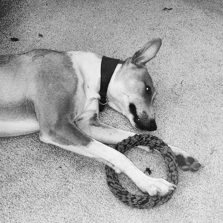 Lurcher larks